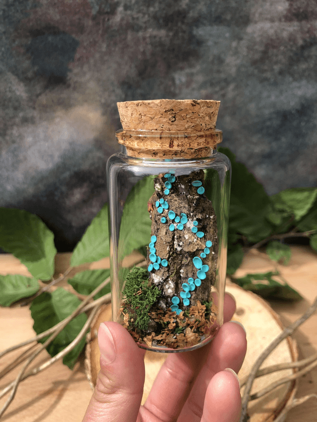 Pezize turquoise