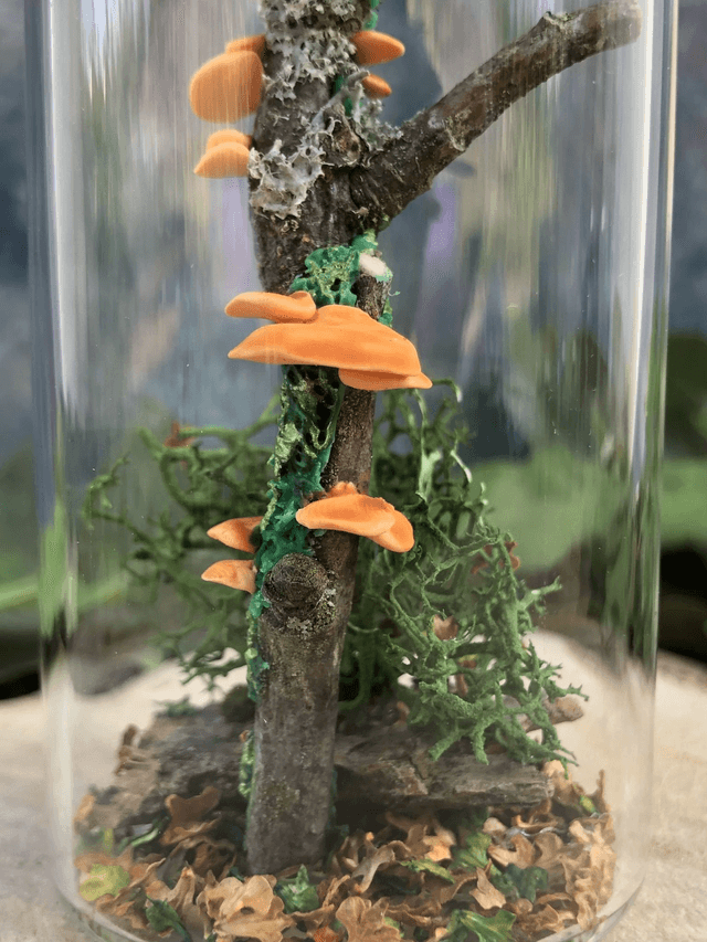 Champignon d'arbre orange
