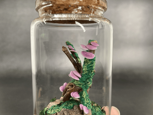 Champignon arbre mauve