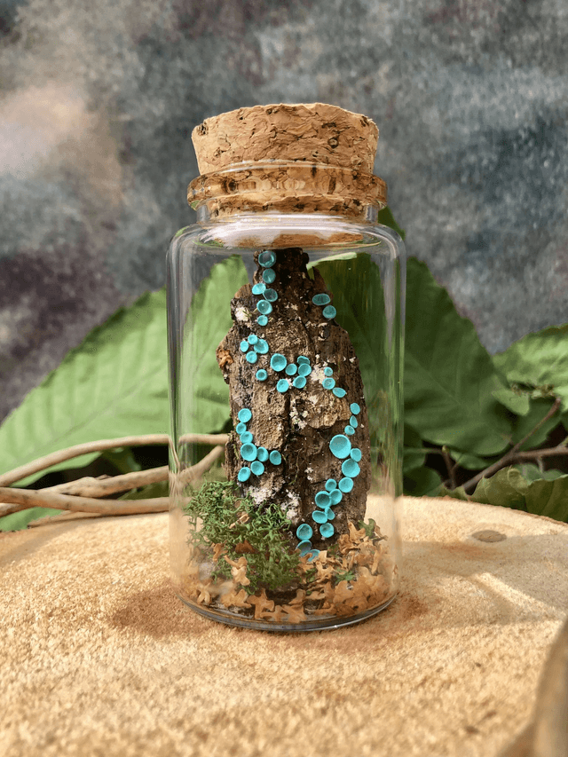 Pezize turquoise