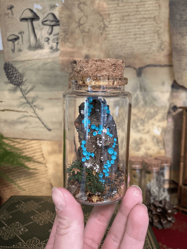 Pezize turquoise