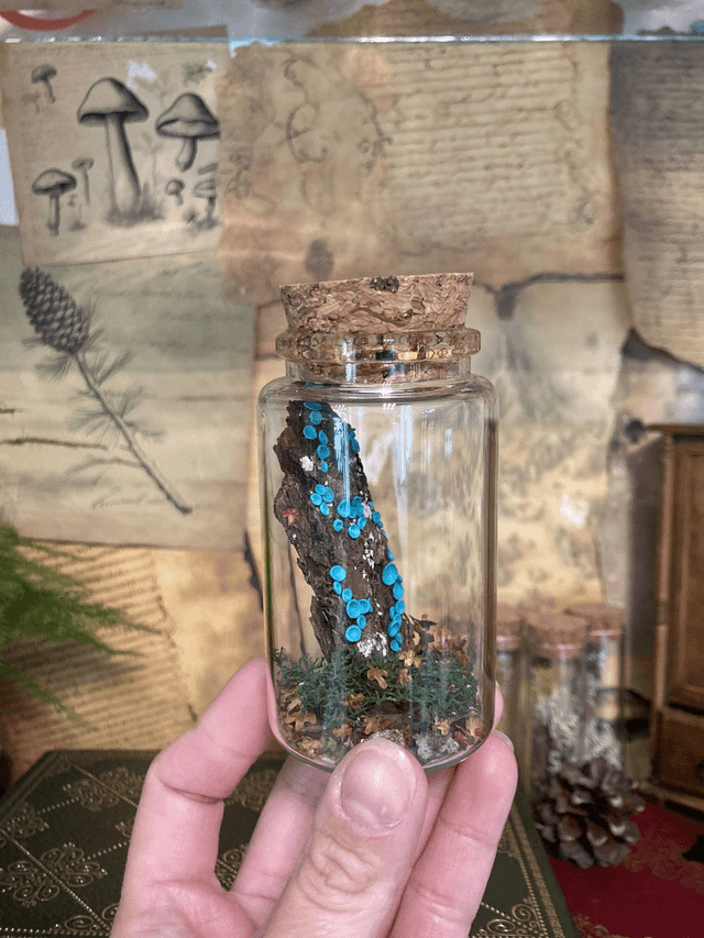 Pezize turquoise