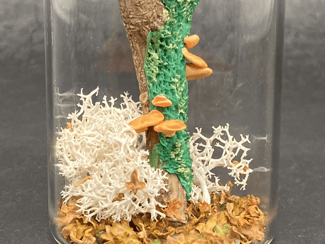 Champignon arbre orange