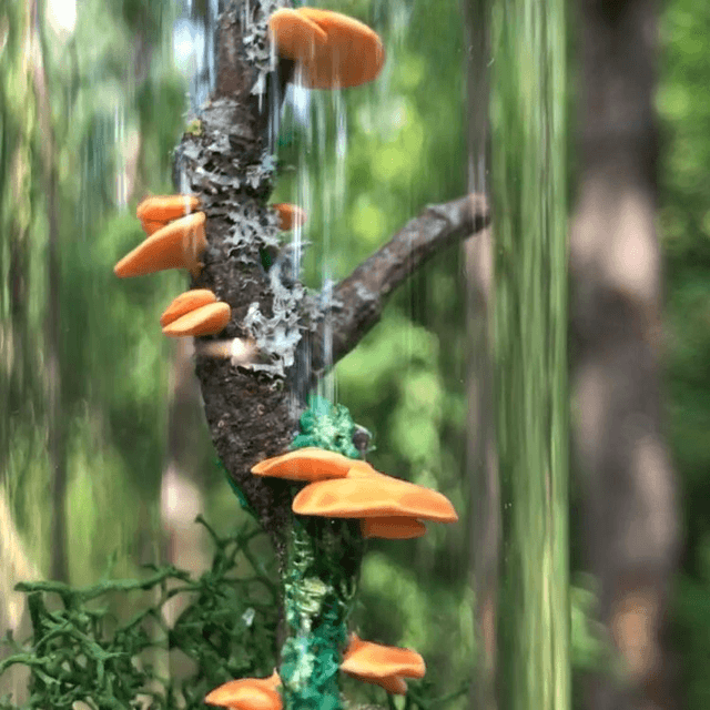 Champignon d'arbre orange