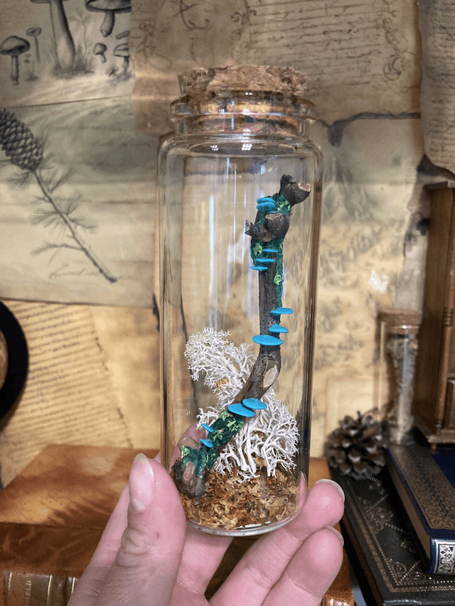 Champignon arbre turquoise