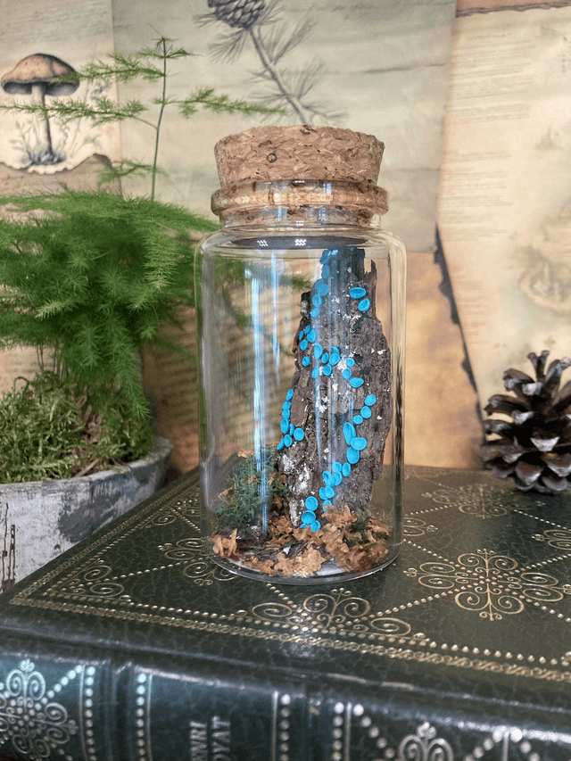 Pezize turquoise
