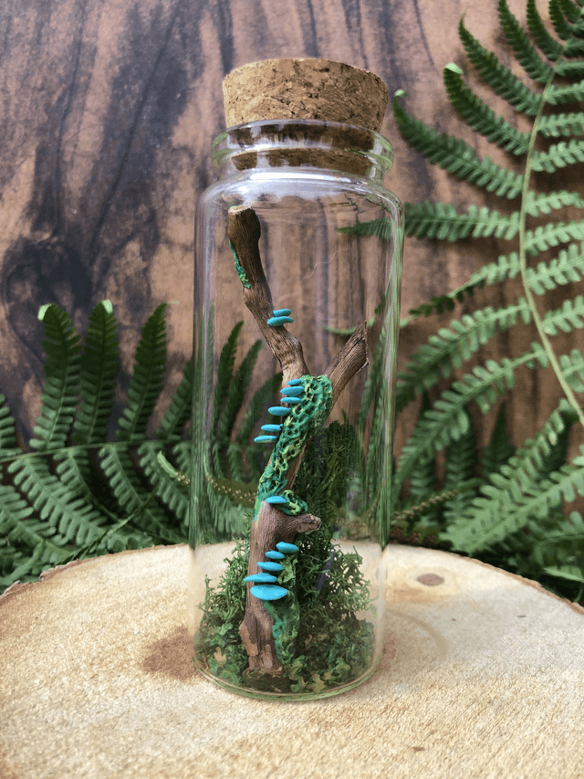 Champignon arbre turquoise