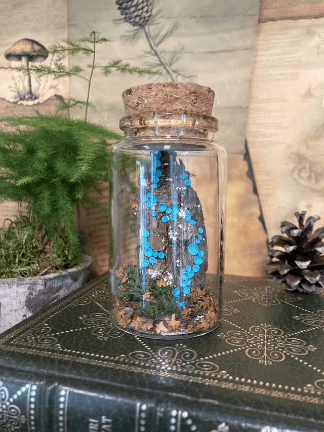 Pezize turquoise