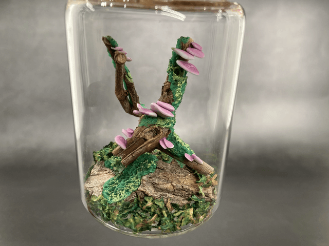 Champignon arbre mauve