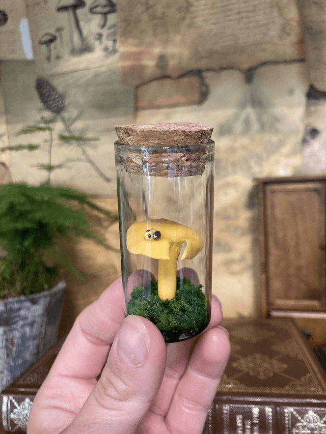 Champignons coccinelle