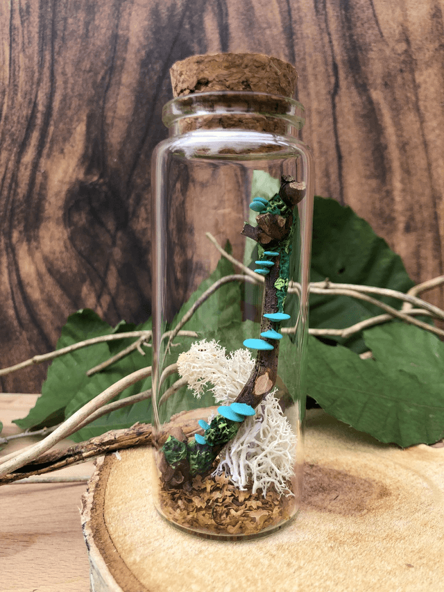 Champignon arbre turquoise