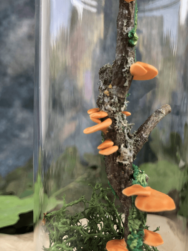 Champignon d'arbre orange