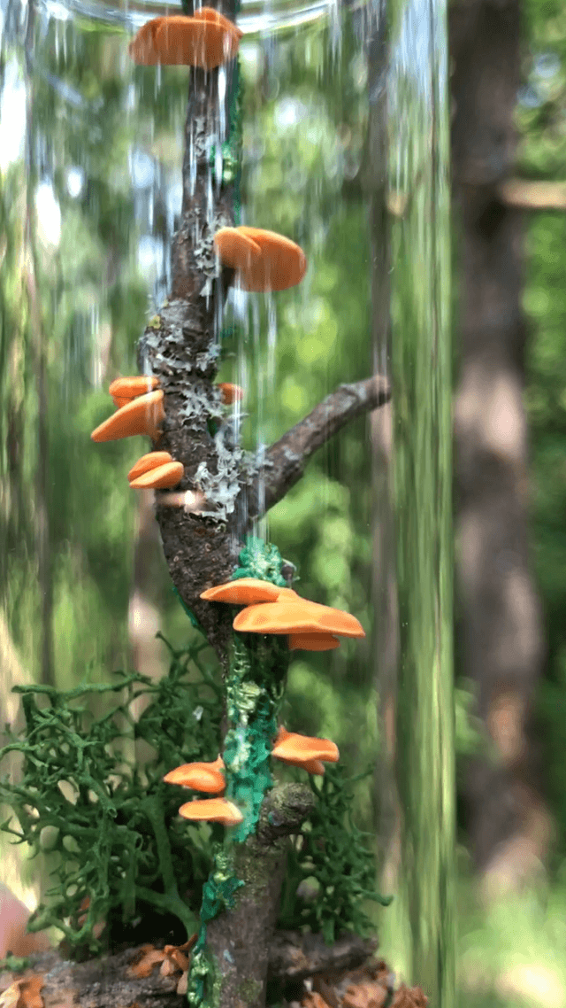 Champignon d'arbre orange